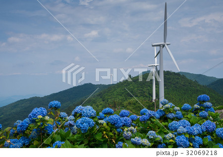 紫陽花　風車　徳島県大川原高原 32069218