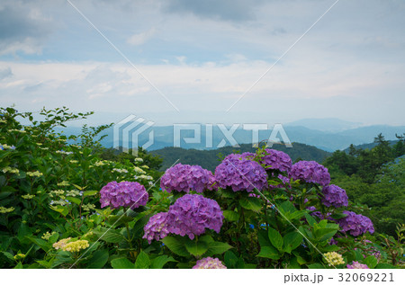 紫陽花　徳島県大川原高原 32069221