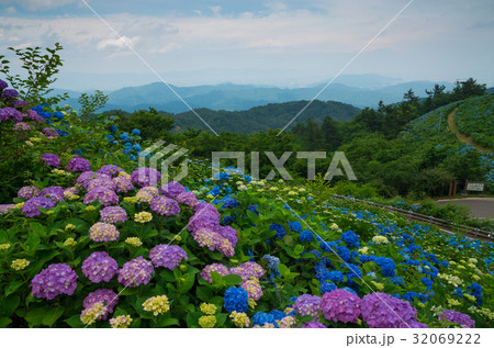紫陽花群生　徳島県大川原高原 32069222