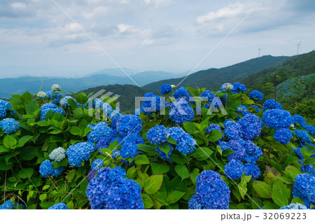 紫陽花　徳島県大川原高原 32069223