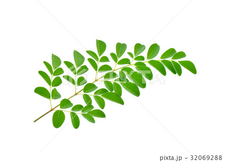 moringa leaves on white background moringa leaves on white background 32069288