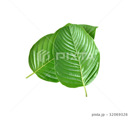 Mitragyna speciosa leaf on white background 32069326