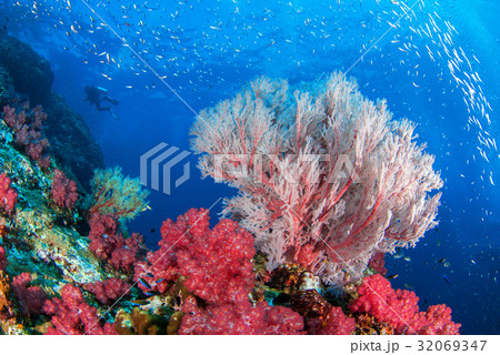 Underwater Similan,North Andaman Sea. 32069347