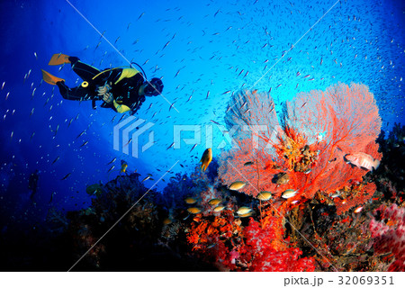 A scuba diver with amazing sea fan,Underwater . 32069351
