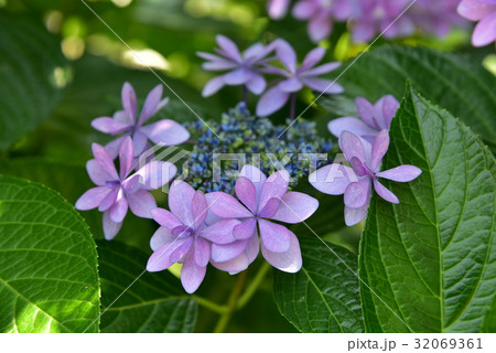 アジサイ 32069361
