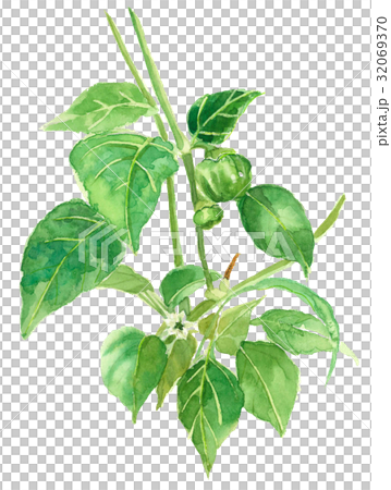 甜椒和鮮花 32069370