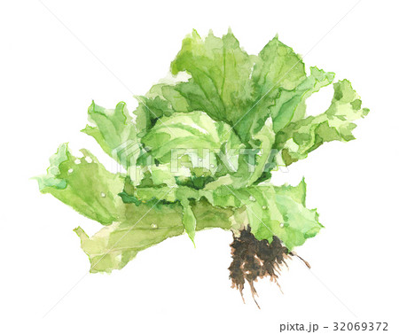 獲れたてレタス 32069372