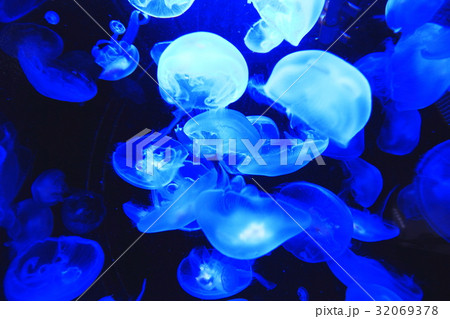 クラゲ 32069378