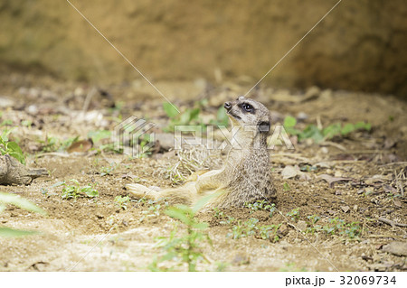 リラックスするミーアキャット 32069734