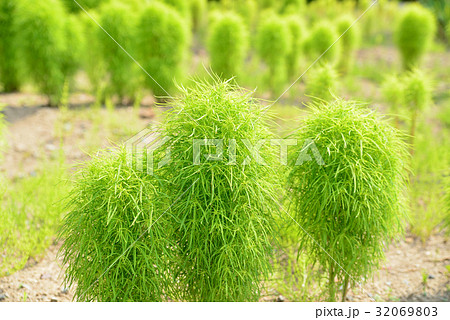 かわいいコキアほうき草 32069803