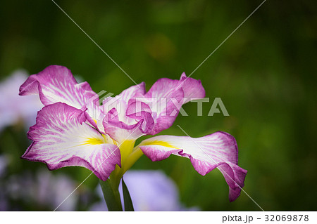 岩国吉香公園の花菖蒲 岩国吉香公園の花菖蒲 32069878