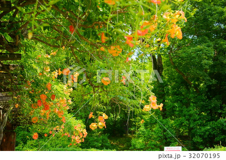 ノウゼンカズラの棚 32070195