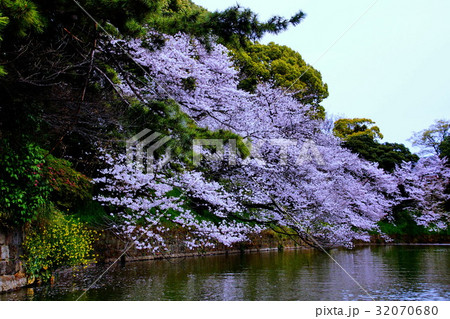 皇居 千鳥ヶ淵・桜の花 / サクラ (東京都 千代田区) 皇居 千鳥ヶ淵・桜の花 / サクラ (東京都 千代田区) 32070680