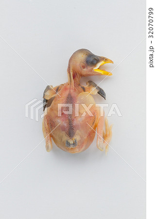 dead fledgling young bird over white background 32070799