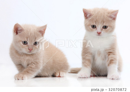 two british short hair kitten on white 32070872