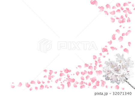 春、開花　桜 32071340