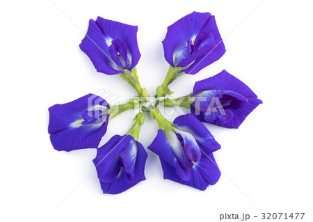 Pea flowers isolate on white 32071477