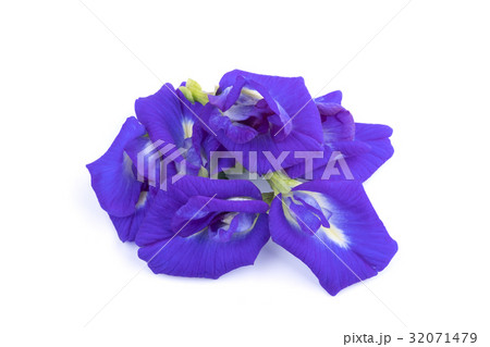 Pea flowers isolate on white Pea flowers isolate on white 32071479