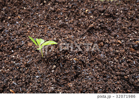 モロヘイヤの新芽 32071986