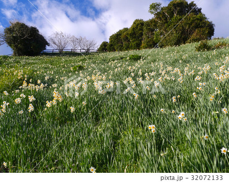 灘黒岩水仙郷 32072133