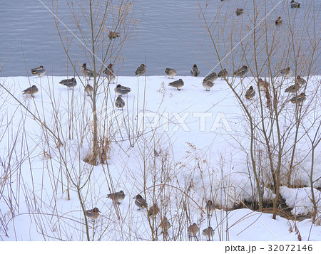余呉湖　雪景色 32072146
