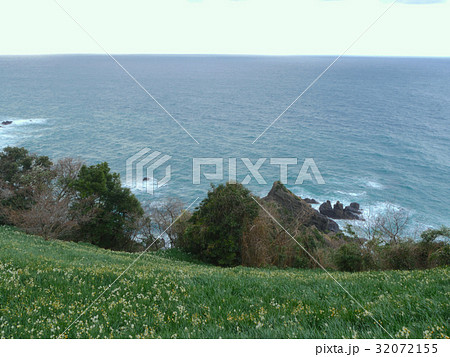 越前岬の水仙　　梨子ヶ平付近　 32072155