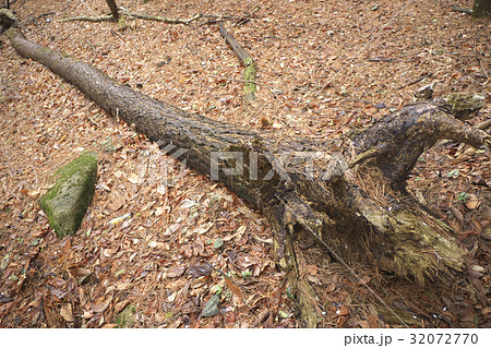 松の倒木 32072770