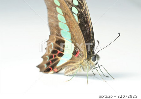 アオスジアゲハ 白背景 アオスジアゲハ 白背景 32072925