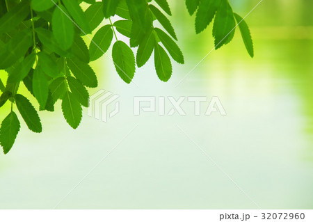 Colorful Summer Leaves 32072960