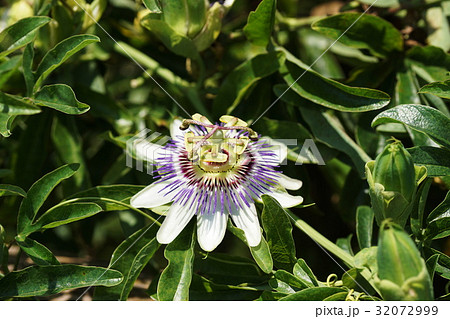 トケイソウ　Passion‐flower 32072999