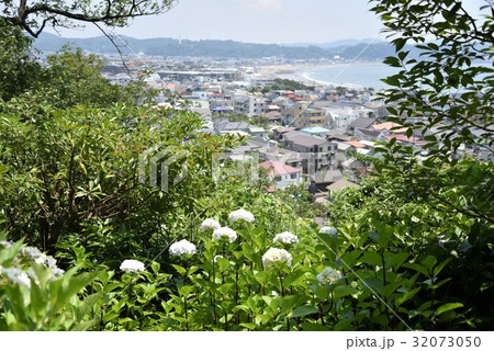 アジサイと由比ヶ浜 32073050