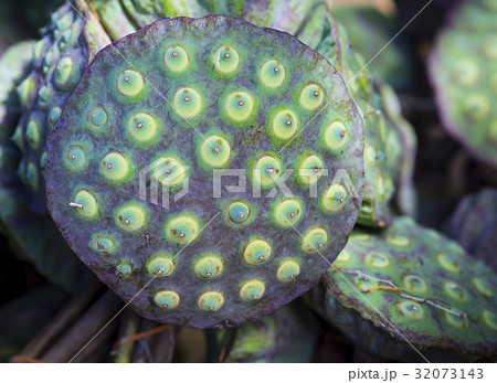 Lotus seeds Lotus seeds 32073143
