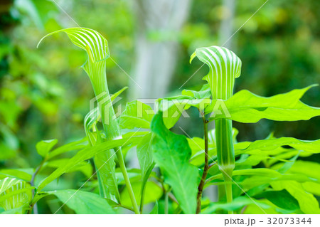 まむし草 まむし草 32073344