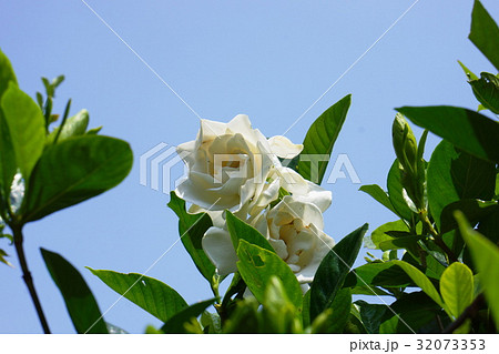 クチナシ　Gardenia 32073353