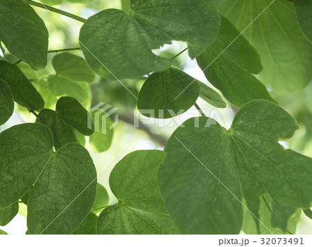 leaf 32073491