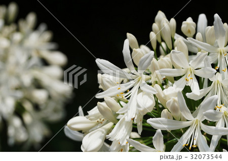 アガパンサス　Agapanthus 32073544