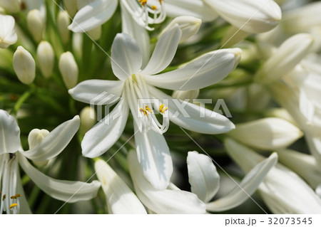 アガパンサス Agapanthus アガパンサス Agapanthus 32073545
