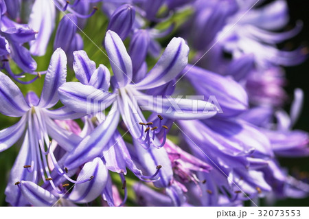 アガパンサス　Agapanthus 32073553