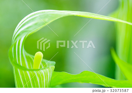 まむし草 32073587