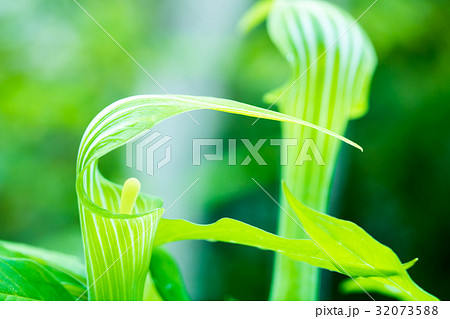 まむし草 32073588