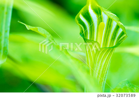 まむし草 まむし草 32073589