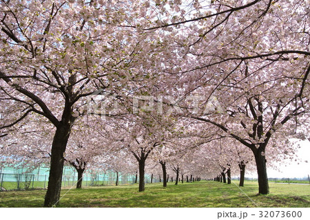 千曲川の桜堤 千曲川の桜堤 32073600