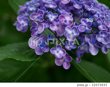 おたふくあじさい 32073635