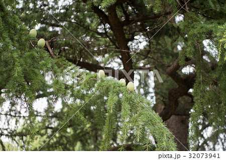 ヒマラヤスギの白い松ぼっくりの写真素材