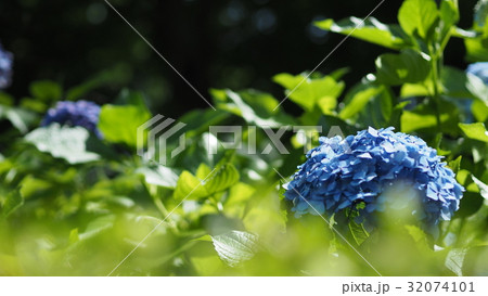 葉の中の紫陽花 32074101