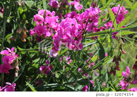 Lathyrus odoratus flowers in garden Lathyrus odoratus flowers in garden 32074354