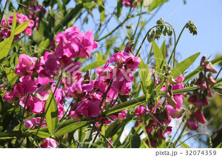 Lathyrus odoratus flowers in garden 32074359