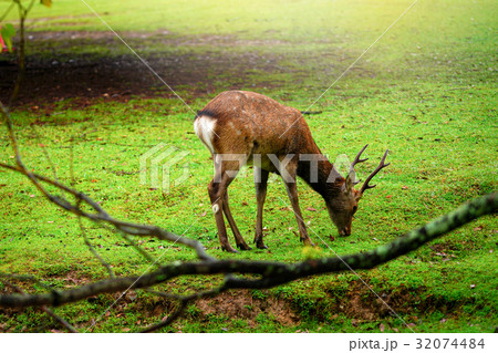 Japanese animal deer in Naritayama Park 32074484