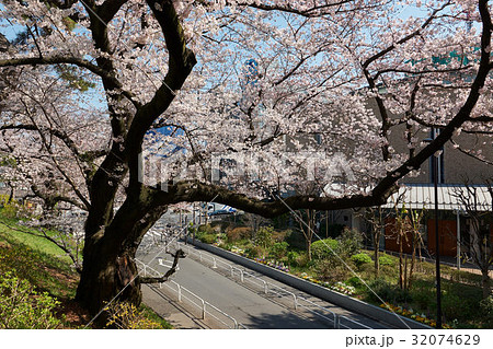 四谷の眞田濠土手、イグナチオ教会前の桜、東京都 四谷の眞田濠土手、イグナチオ教会前の桜、東京都 32074629