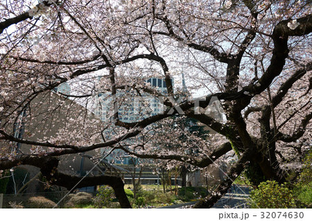 土手の斜面に咲く桜の古木、イグナチオ教会前、東京都 土手の斜面に咲く桜の古木、イグナチオ教会前、東京都 32074630